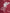 LFC HOME JERSEY 2026 PLAYER VERSION
